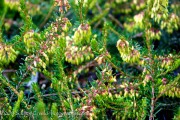 <i>Erica carnea</i> &lsquo;Myretoun Ruby&rsquo;