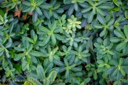 <i>Euphorbia polychroma</i> &lsquo;Candy&rsquo;