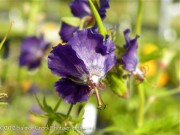 <i>Geranium phaeum</i> &lsquo;Lily Lovell&rsquo;