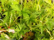 <i>Geranium</i> &lsquo;Orion&rsquo;
