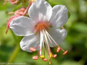 <i>Geranium macrorrhizum</i> ‘Spessart’