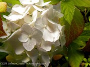 <i>Hydrangea macrophylla</i> ‘Madame Emile Mouill&egrave;re’