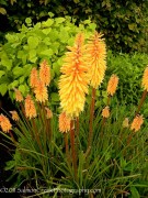 <i>Kniphofia</i> &lsquo;Bees Sunset&rsquo;
