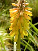 <em>Kniphofia</em>  &lsquo;Glow&rsquo;