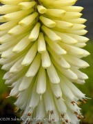 <i>Kniphofia</i> &lsquo;Ice Queen&rsquo;