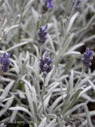 <i>Lavandula</i> &lsquo;England&rsquo;