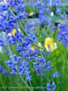 <i>Lavandula angustifolia</i> &lsquo;Violet Intrigue&rsquo;