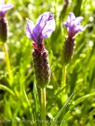 <i>Lavandula stoechas</i> &lsquo;Willow Vale&rsquo;