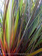 <i>Libertia ixioides</i> &lsquo;Taupo Sunset&rsquo;