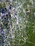 <i>Muhlenbergia capillaris</i> &lsquo;White Cloud&rsquo;