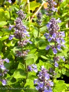 <i>Nepeta</i> x &lsquo;Joanna Reed&rsquo;