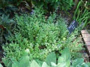 <i>Nepeta faassenii</i> &lsquo;Kit Cat&rsquo;
