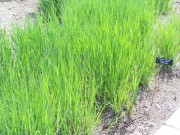 <i>Panicum virgatum</i> &lsquo;Heavy Metal&rsquo;