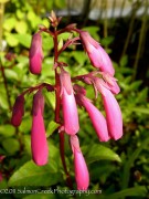 <em>Phygelius</em>  &lsquo;New Sensation&rsquo;