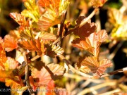<i>Physocarpus opulifolius</i> &lsquo;Mindia&rsquo;