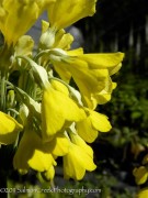 <em>Primula florindae</em>  &lsquo;&rsquo;