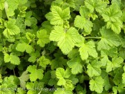 <i>Ribes sanguineum</i> &lsquo;King Edward VII&rsquo;