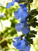 <i>Salvia azurea</i> &lsquo;Nekan&rsquo;