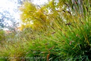 <i>Sesleria</i> &lsquo;Greenlee&rsquo;