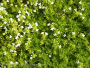 <i>Thymus praecox</i> ssp. <i>arcticus</i> &lsquo;Albus&rsquo;