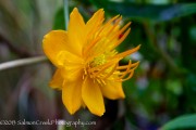 <i>Trollius chinensis</i> &lsquo;Golden Queen&rsquo;