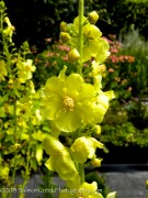 <i>Verbascum</i> &lsquo;Gainsborough&rsquo;