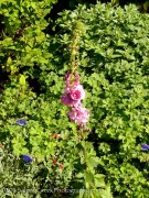 <i>Verbascum</i> &lsquo;Pink Domino&rsquo;