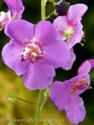 <i>Verbascum phoeniceum</i> &lsquo;Violetta&rsquo;