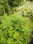 <i>Veronicastrum virginicum</i> &lsquo;Lavendelturm&rsquo;
