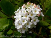 <i>Viburnum</i> x <i>burkwoodii</i> &lsquo;Anne Russell&rsquo;