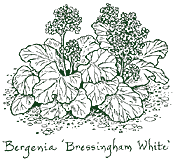 <i>Bergenia</i> &lsquo;Bressingham White&rsquo;