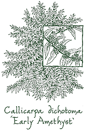 <i>Callicarpa dichotoma</i> &lsquo;Early Amethyst&rsquo;