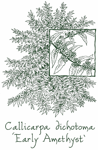 Callicarpa dichotoma &lsquo;Early Amethyst&rsquo;