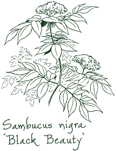 Sambucus nigra &lsquo;Gerda&rsquo;