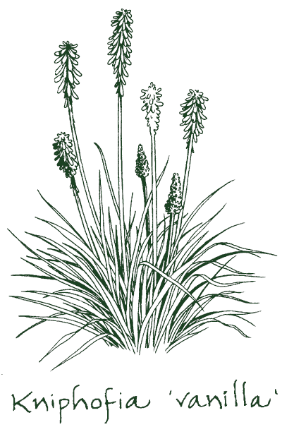 Kniphofia &lsquo;Vanilla&rsquo;