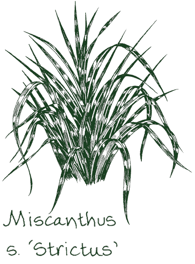 Miscanthus sinensis &lsquo;Strictus&rsquo;