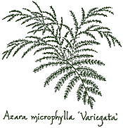 <i>Azara microphylla</i> &lsquo;Variegata&rsquo;