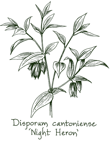 Disporum longistylum &lsquo;Night Heron&rsquo;
