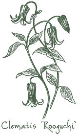 <i>Clematis</i> &lsquo;Rooguchi&rsquo;
