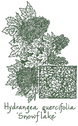 <i>Hydrangea quercifolia</i> &lsquo;Snowflake&rsquo;