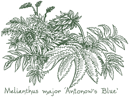 Melianthus major &lsquo;Antonow�s Blue&rsquo;