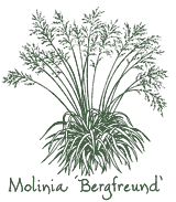<i>Molinia caerulea</i> ssp. <i>arundinacea</i> &lsquo;Bergfreund&rsquo;