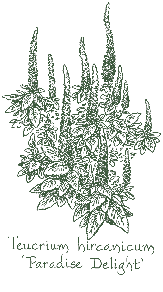 Teucrium hircanicum &lsquo;Paradise Delight&rsquo;