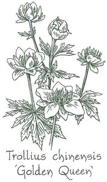 Trollius chinensis &lsquo;Golden Queen&rsquo;