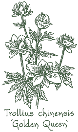 <i>Trollius chinensis</i> &lsquo;Golden Queen&rsquo;