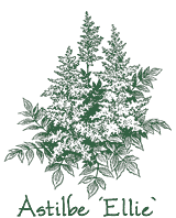 <i>Astilbe</i> &lsquo;Ellie&rsquo;