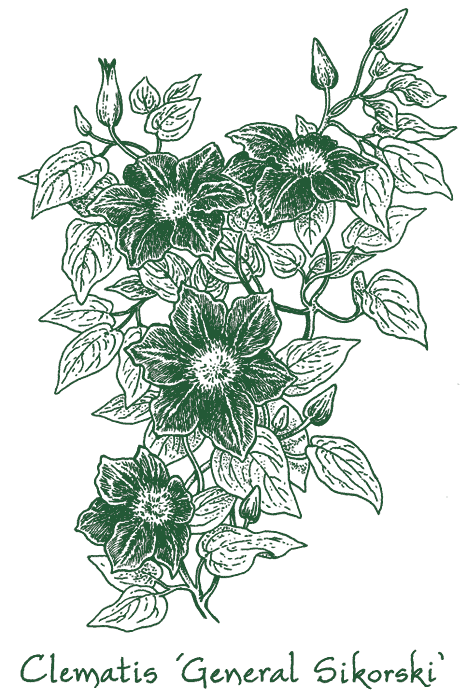 Clematis &lsquo;General Sikorski&rsquo;