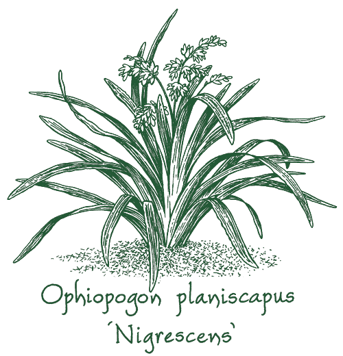 Ophiopogon planiscapus &lsquo;Nigrescens&rsquo;