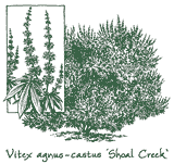 <i>Vitex agnus-castus</i> &lsquo;Shoal Creek&rsquo;
