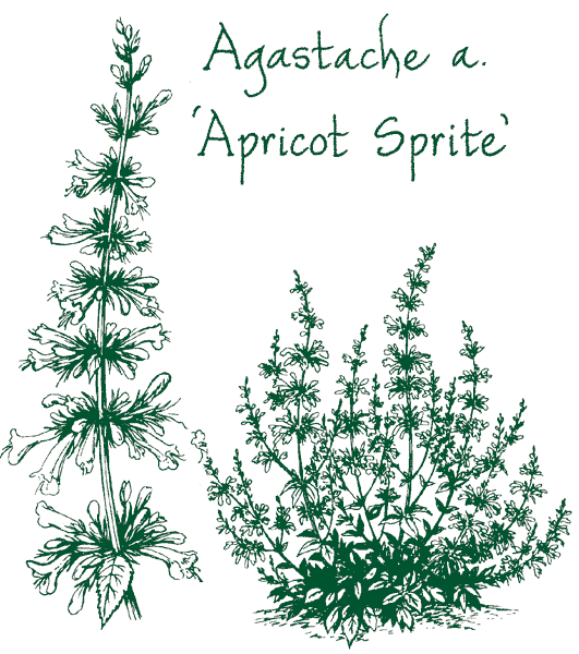 Agastache aurantiaca &lsquo;Apricot Sprite&rsquo;